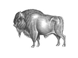 bison 2